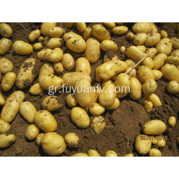 tengzhou υψηλής ποιότητας πατάτα